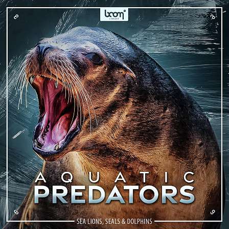 Aquatic Predators - Sounds of sea lions, seals, walruses & dolphins